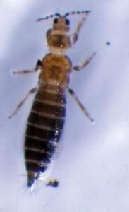Frankliniella